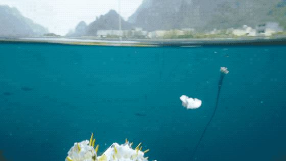 把中国的35000种植物讲给世界听，治愈我一整个冬天