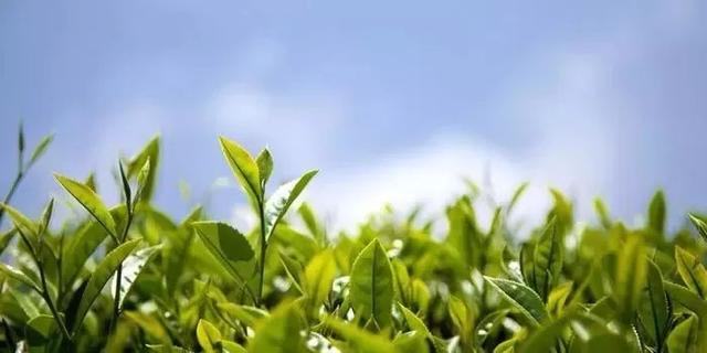 把中国的35000种植物讲给世界听，治愈我一整个冬天