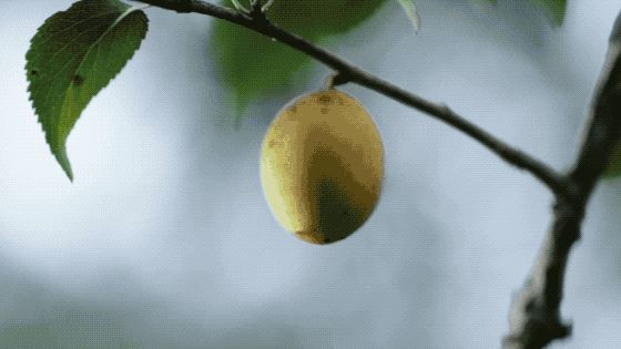 把中国的35000种植物讲给世界听，治愈我一整个冬天