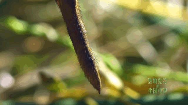 把中国的35000种植物讲给世界听，治愈我一整个冬天