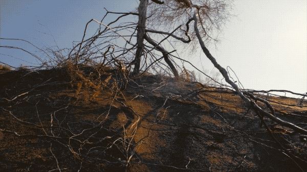 把中国的35000种植物讲给世界听，治愈我一整个冬天