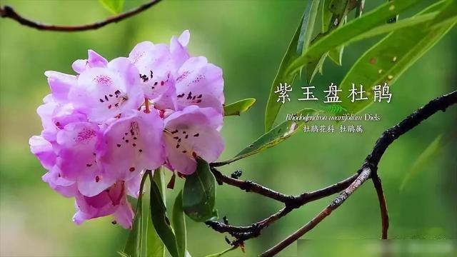 把中国的35000种植物讲给世界听，治愈我一整个冬天