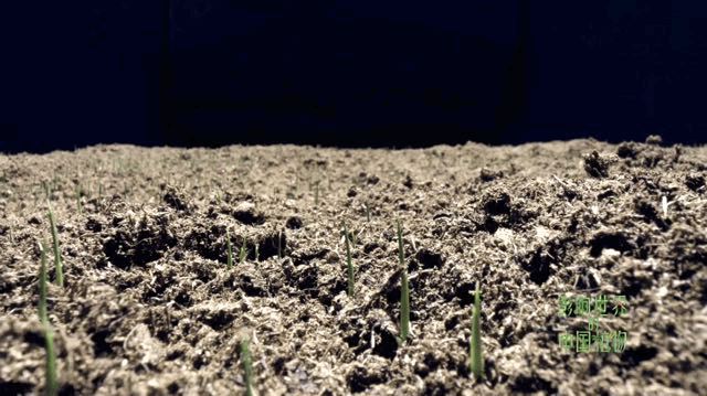 把中国的35000种植物讲给世界听，治愈我一整个冬天