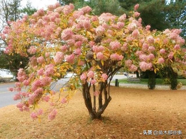 一树成景，孤植树种作用大