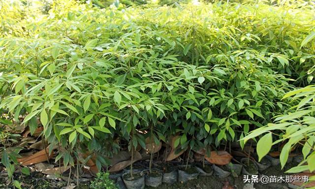 为什么别人的苗木越长越好，而我的就是越来越差呢？