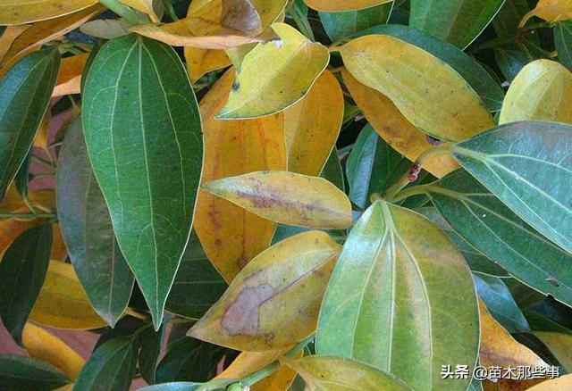 为什么别人的苗木越长越好，而我的就是越来越差呢？