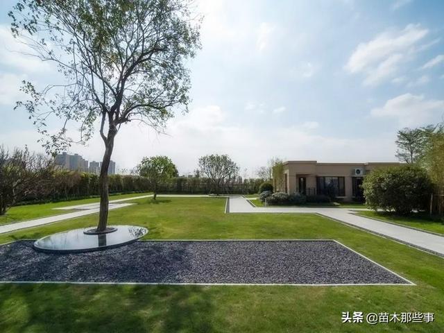 一树成景，孤植树种作用大
