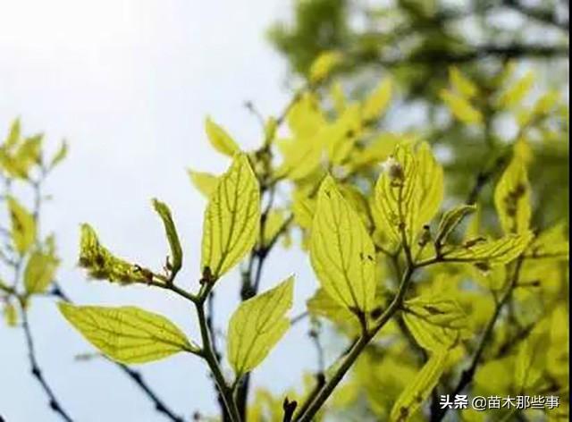 为什么别人的苗木越长越好，而我的就是越来越差呢？