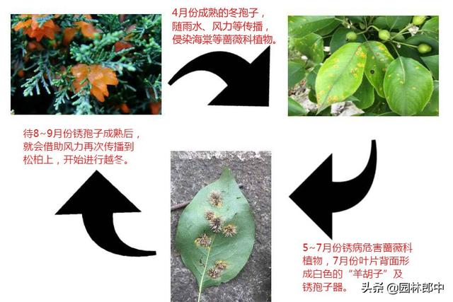 不要再把蔷薇科植物与松柏类植物种植在一起了，树木真的伤不起