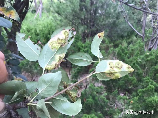 不要再把蔷薇科植物与松柏类植物种植在一起了，树木真的伤不起