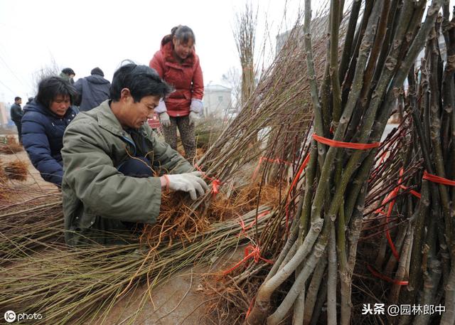 为什么人工林比天然林更容易发生病虫害？如何才能更好解决？