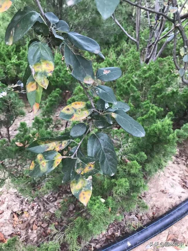 不要再把蔷薇科植物与松柏类植物种植在一起了，树木真的伤不起