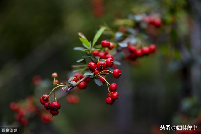 路边这看似不起眼的绿篱，古代却被称为救军粮，解决了部队的温饱