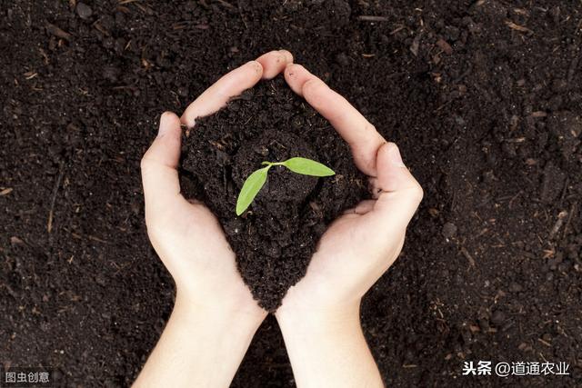养花爆盆施肥少不了，常用肥料有这些，自制肥料省钱又有效