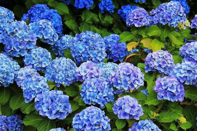 天冷最怕掉叶，这3种花更是掉光光，这是“假死”，千万别扔了