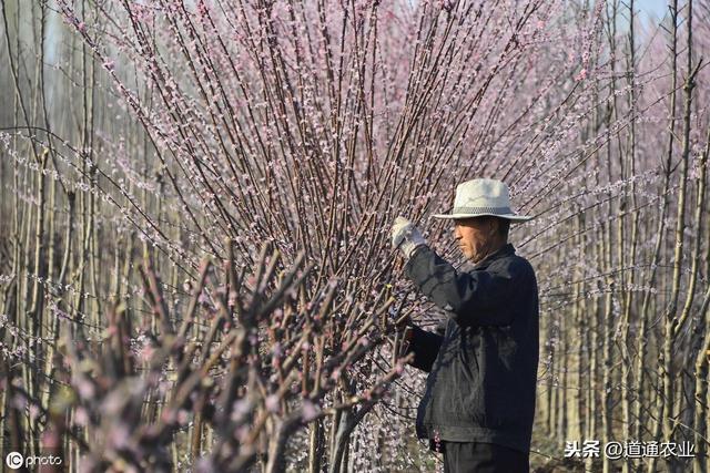 “七分管、三分剪”，冬季时苗木修剪最佳时机，这些要点你知道吗