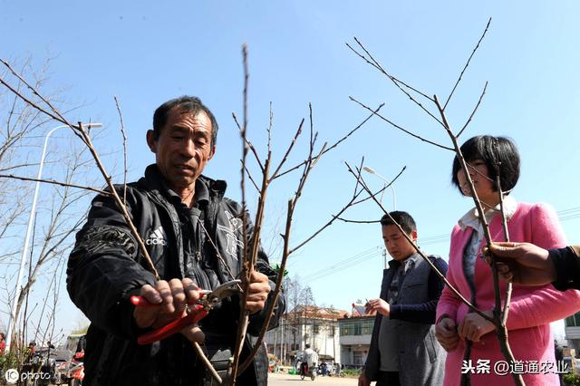 “七分管、三分剪”，冬季时苗木修剪最佳时机，这些要点你知道吗