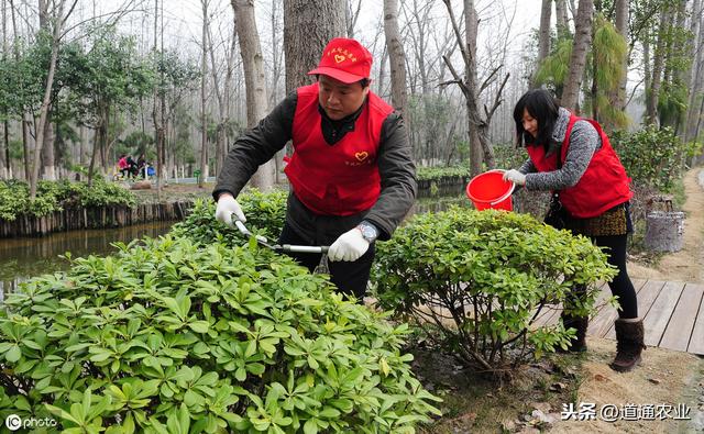 “七分管、三分剪”，冬季时苗木修剪最佳时机，这些要点你知道吗