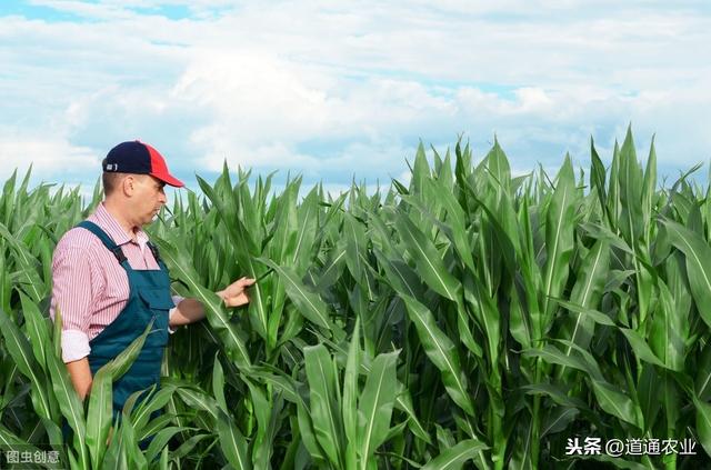 养花爆盆施肥少不了，常用肥料有这些，自制肥料省钱又有效