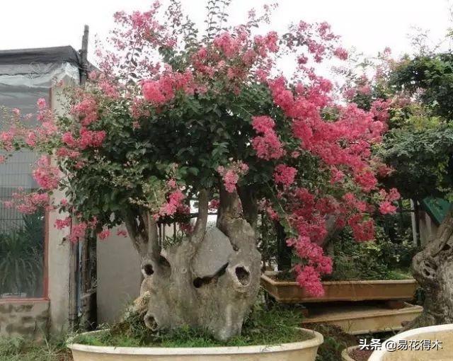 我国土壤分布以及酸碱度辨识，如何根据花卉配制植料？
