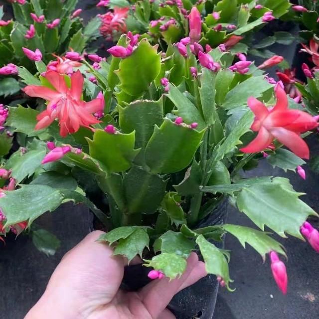 花卉绿植养得好，秘密全在浇水上，掌握好“精髓”，养啥花都不愁