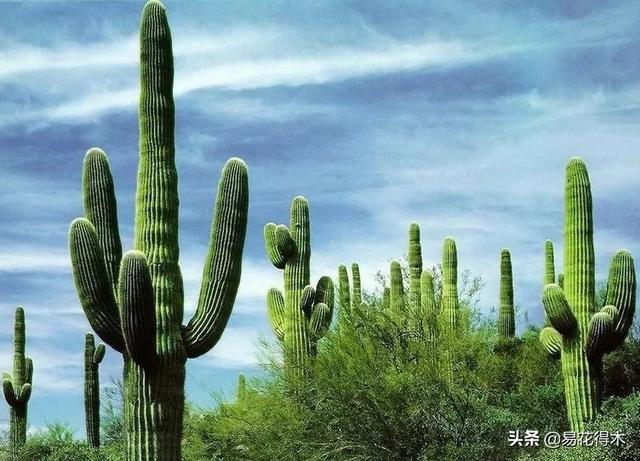我国土壤分布以及酸碱度辨识，如何根据花卉配制植料？