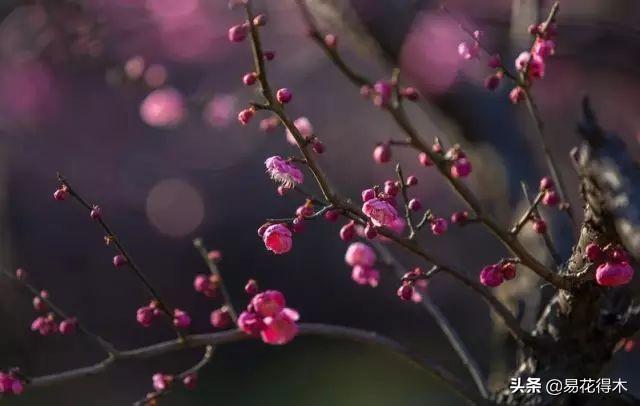我国土壤分布以及酸碱度辨识，如何根据花卉配制植料？