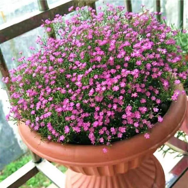 花卉绿植养得好，秘密全在浇水上，掌握好“精髓”，养啥花都不愁