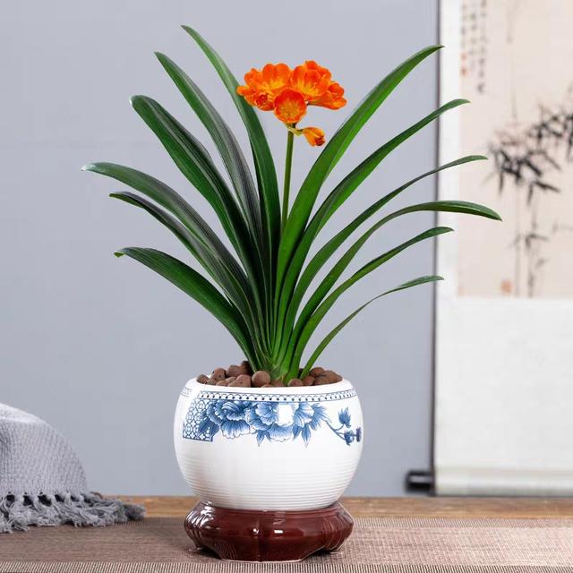 花卉绿植养得好，秘密全在浇水上，掌握好“精髓”，养啥花都不愁