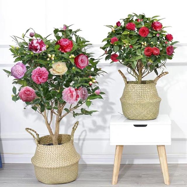 花卉绿植养得好，秘密全在浇水上，掌握好“精髓”，养啥花都不愁