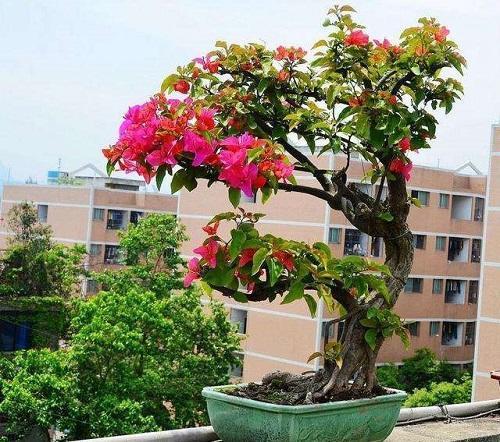 换下来的养花土，掺3种自制花肥，再变肥力土养啥花都行