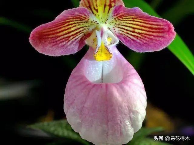 我国土壤分布以及酸碱度辨识，如何根据花卉配制植料？