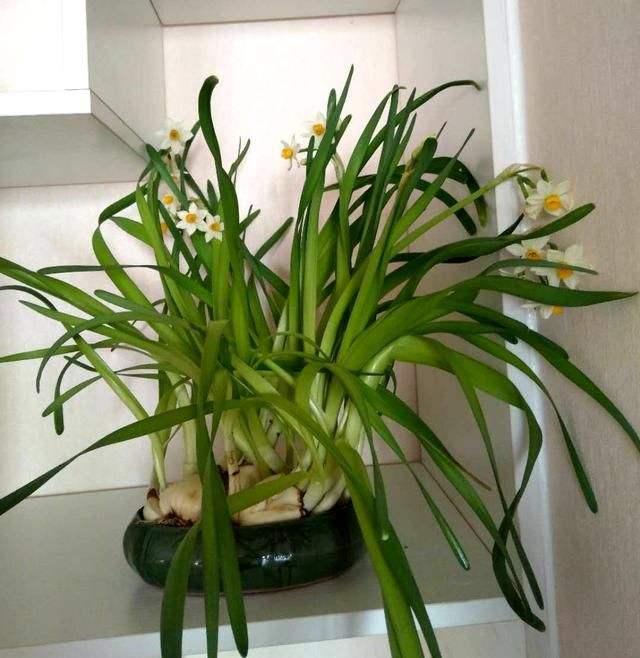 水仙花徒长有什么危害？掌握3个方法，叶子“矬胖”，花开娉婷