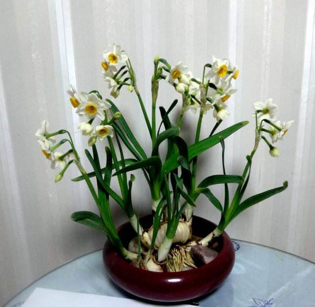 水仙花徒长有什么危害？掌握3个方法，叶子“矬胖”，花开娉婷