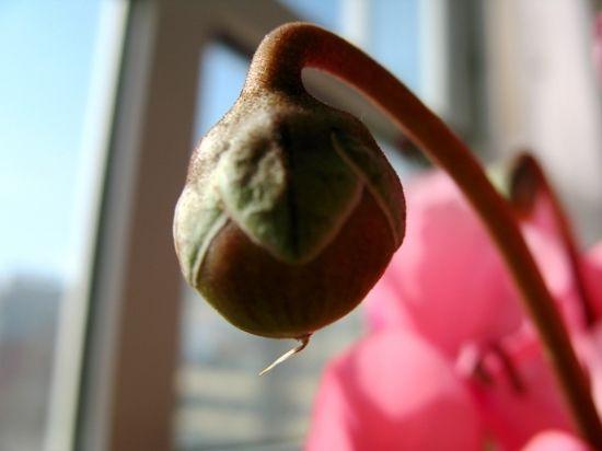 仙客来一盆变多盆，做好4件事，不花一分钱，一根牙签就能搞定