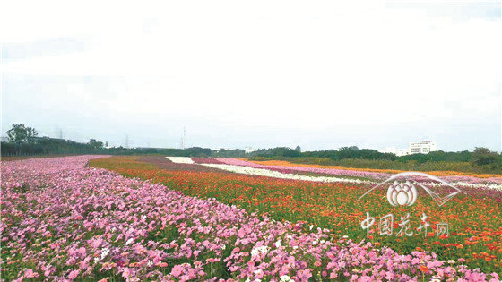 花海应注重新优花卉与细节打造 ———访北京中世花卉公司总经理付文锋