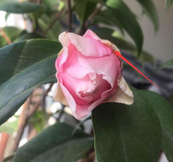 茶花花苞打不开？用上3个“土”方法，一夜绽放，满树花开