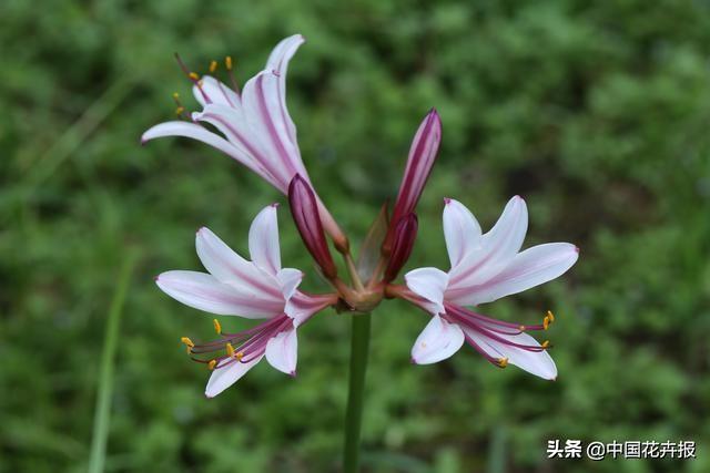 “花开不见叶，叶生不见花”，原来说的就是石蒜啊