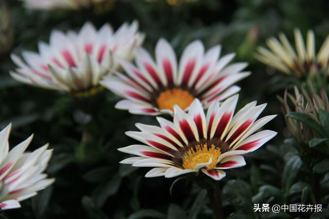 除了“三宝”，打造花园你还需要这些花花草草