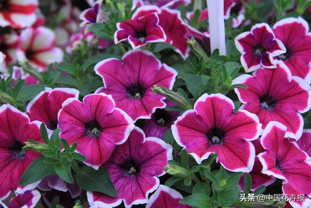 除了“三宝”，打造花园你还需要这些花花草草