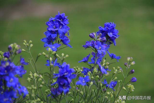 除了“三宝”，打造花园你还需要这些花花草草