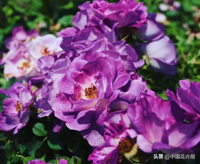 干货，请收藏！夏季月季病虫害防治小贴士