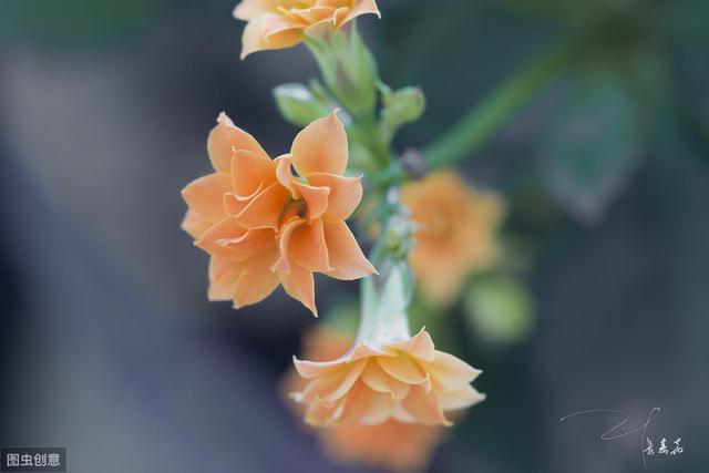 长寿花开花后，做好“4控”，花期长花色艳，轻松开满一整冬