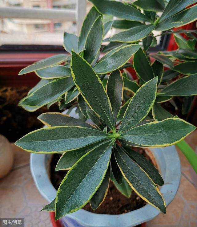 金边瑞香不开花？现在学会“虐一虐”，春节就能花满枝头
