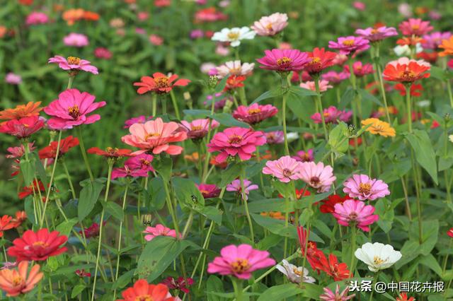 百日草也叫“步步高”，你知道为什么吗？