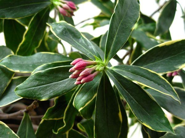 金边瑞香不开花？现在学会“虐一虐”，春节就能花满枝头