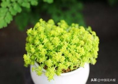 除了“三宝”，打造花园你还需要这些花花草草