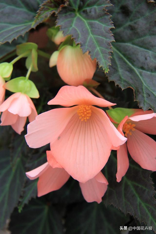 除了“三宝”，打造花园你还需要这些花花草草