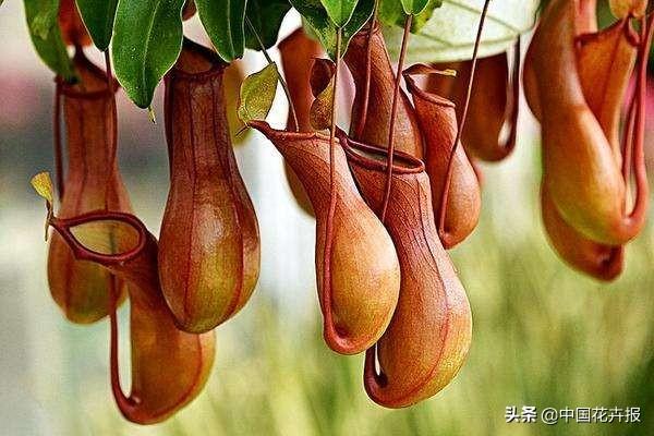 搬去热带雨林不现实，那就把雨林缸带回家吧