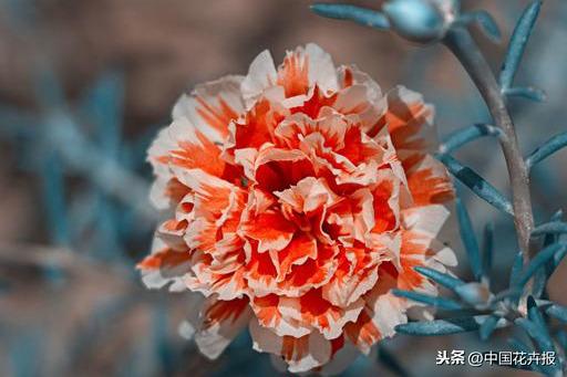 花如其名，生命力顽强到逆天的它就是“死不了”